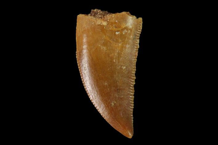 Serrated, Raptor Tooth - Real Dinosaur Tooth #137185